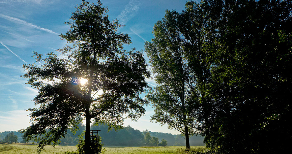 Wald Wald