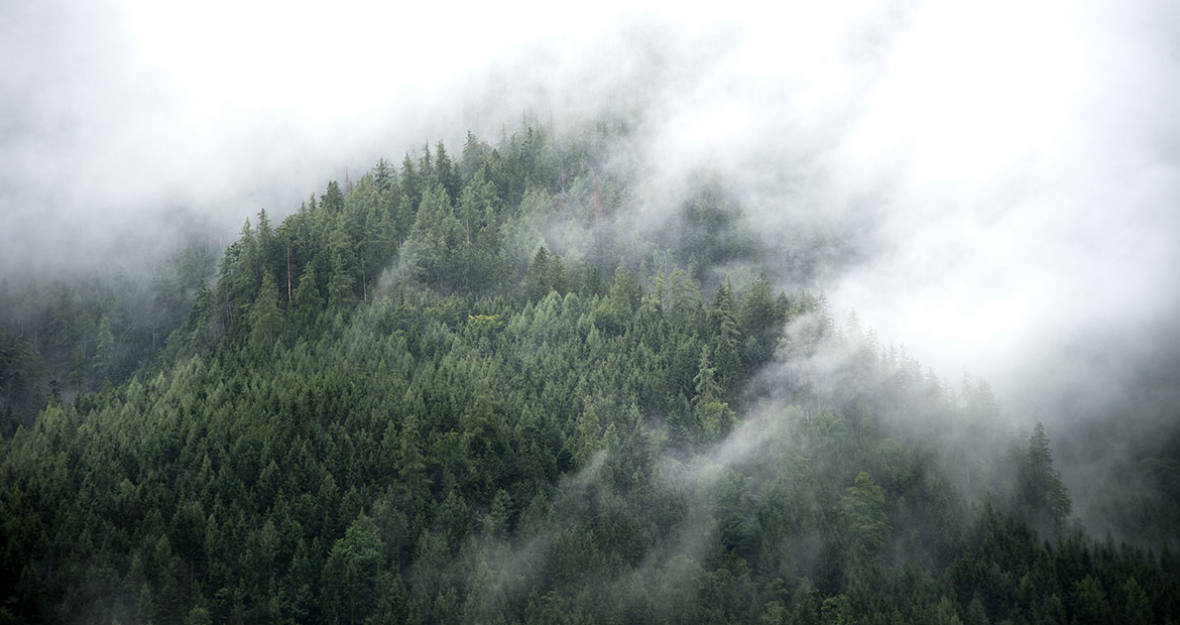 Wald im Nebel