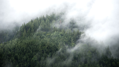 Wald im Nebel